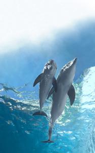 海豚简介 海豚的故事 海豚的故事-基本概况，海豚的故事-剧情简介