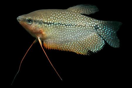 珍珠鱼繁殖 珍珠鱼 珍珠鱼-外形特征，珍珠鱼-繁殖步骤