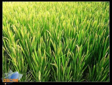 oryza sativa 稻[学名为Oryza sativa L. 的物种] 稻[学名为OryzasativaL.的物