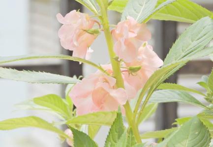 凤仙花染指甲 凤仙花