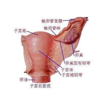 四维彩超胎儿生殖器图 女生殖器 女生殖器-基本结构，女生殖器-胎儿摇篮