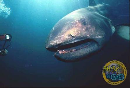 巨口鲨 巨口鲨 巨口鲨-历史发现，巨口鲨-分布区域
