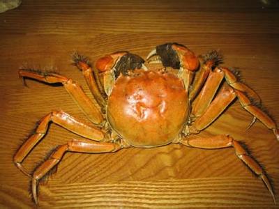 螃蟹手男孩 螃蟹手 螃蟹手-介绍，螃蟹手-螃蟹手男孩