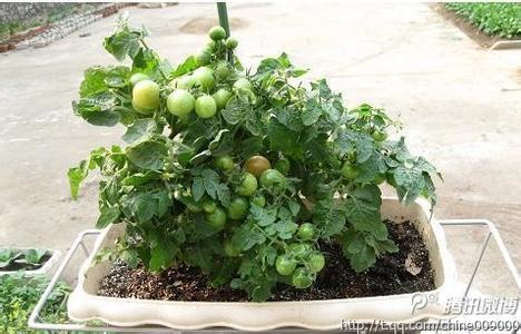 阳台番茄种植方法 小番茄的种植方法―阳台种菜