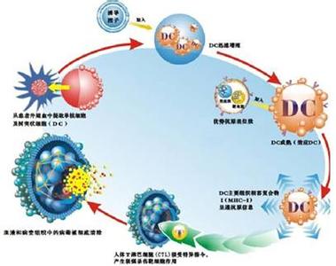 急性前列腺炎病因病理 生殖细胞瘤 生殖细胞瘤-简介，生殖细胞瘤-病因病理