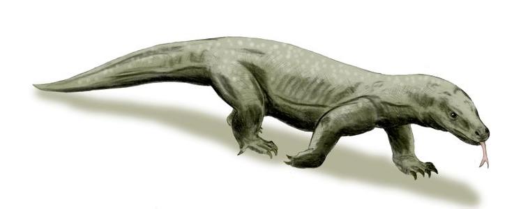 体型分类 古巨蜥 古巨蜥-科学分类，古巨蜥-体型