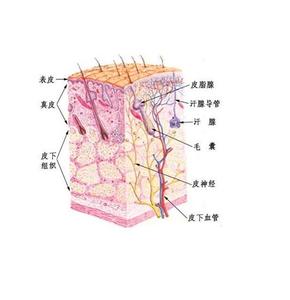 家具公司财务组成简介 真皮 真皮-简介，真皮-组成