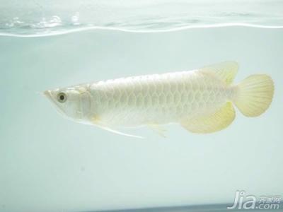 白化龙鱼 白金龙鱼 白金龙鱼-简介，白金龙鱼-白化生物