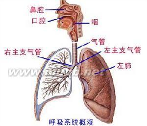 呼吸道的组成 下呼吸道 下呼吸道-医学概念，下呼吸道-组成结构
