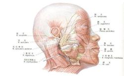 面部神经炎的病因 面部神经炎 面部神经炎-定义，面部神经炎-病因和病理