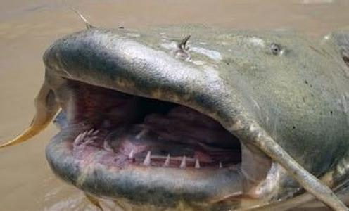 湄公河巨型鲶鱼 巨型鲶鱼 巨型鲶鱼-简介，巨型鲶鱼-生存危机