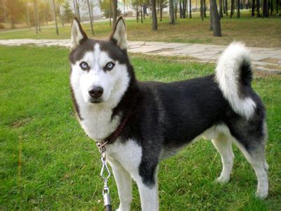 阿拉斯加雪橇犬哈士奇 如何区分阿拉斯加雪橇犬和哈士奇