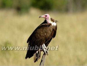 松树的外形特征 秃鹫 秃鹫-分类，秃鹫-外形特征