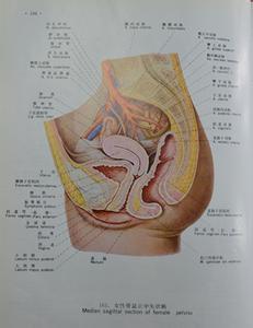 人体基本形态与结构 直肠 直肠-基本简介，直肠-形态结构