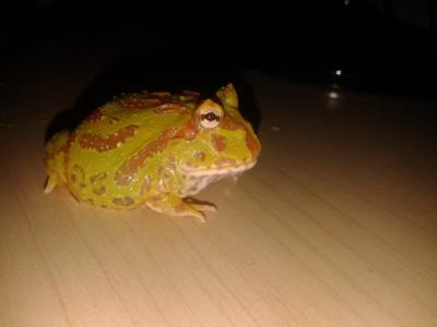 变态的意识形态指南 角蛙 角蛙-形态特征，角蛙-发育和变态