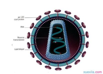 病毒的基本特性 病毒 病毒-简介，病毒-特性