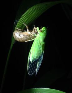萤火虫之墓简介 萤火虫[自然生物] 萤火虫[自然生物]-简介，萤火虫[自然生物]-分