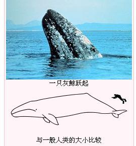 沉香木简介及特征 灰鲸 灰鲸-简介，灰鲸-特征