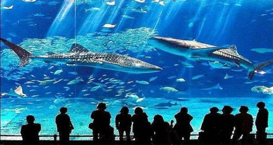 上海水族馆学生证优惠 上海水族馆一日游