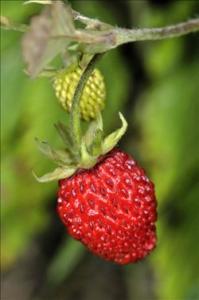 蔷薇科的主要特征 野草莓[蔷薇科植物] 野草莓[蔷薇科植物]-形态特征，野草莓[蔷薇