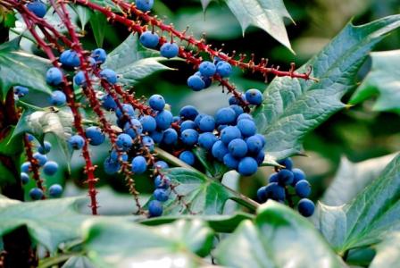 蓝莓春药效果 蓝浆果