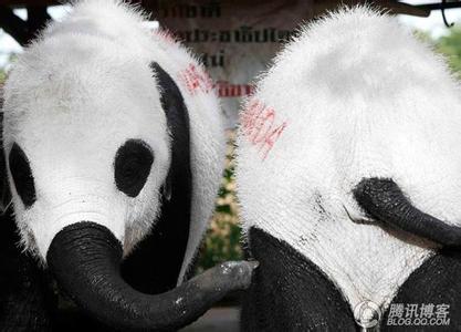 大熊猫的外形特征 山寨熊猫 山寨熊猫-原型，山寨熊猫-外形特征
