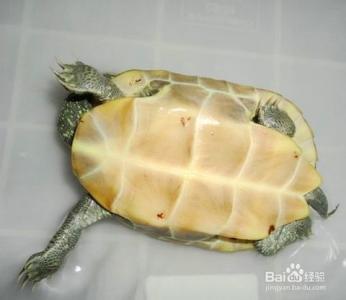 乌龟和草龟的区别 乌龟、草龟的品相鉴别及分类