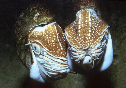 珍珠鹦鹉螺 珍珠鹦鹉螺 珍珠鹦鹉螺-名称类别，珍珠鹦鹉螺-分布范围