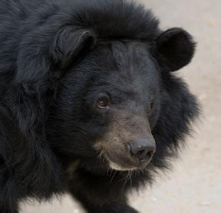 黑熊犬幼犬有什么特征 黑熊 黑熊-形态特征，黑熊-栖息环境