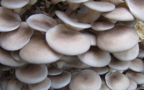 平菇生长周期 平菇 平菇-基本内容，平菇-生长环境
