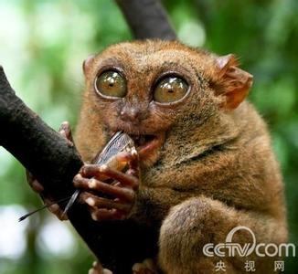 侏儒眼镜猴阅读答案 侏儒眼镜猴 侏儒眼镜猴-重点保护