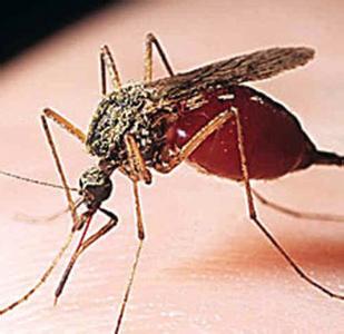 直翅目昆虫的形态特征 蚊子[吸食类昆虫] 蚊子[吸食类昆虫]-形态特征，蚊子[吸食类昆虫