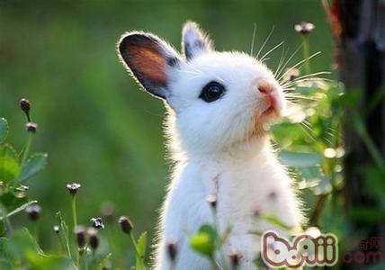小兔子的外形特征 兔子 兔子-外形特征，兔子-种类