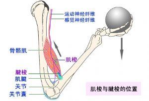 本体感受器包括 本体感受器