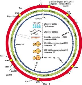 流式细胞术基本原理 人造活细胞 人造活细胞-基本原理，人造活细胞-研发过程