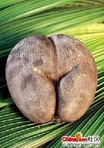 榴莲果核的功效与作用 海耶果 海耶果-植物介绍，海耶果-海椰子果核及功效
