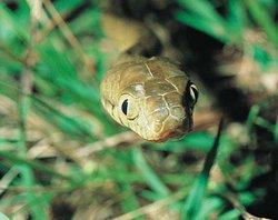 棕树蛇 棕树蛇 棕树蛇-棕树蛇简介，棕树蛇-栖息