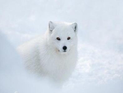 北极狐狸 北极狐狸-基本特征，北极狐狸-生活习性
