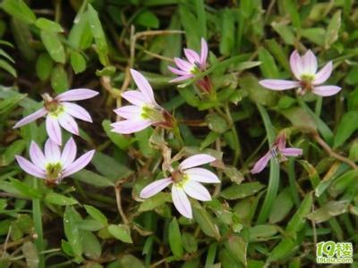 物种起源简介 顶花半边莲 顶花半边莲-简介，顶花半边莲-物种描述