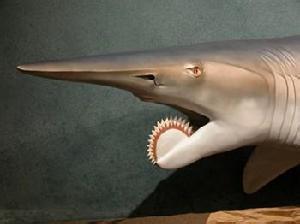 魔鬼鲨 螺纹齿鲨