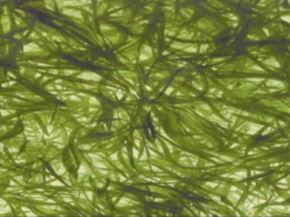 铜绿微囊藻 铜绿微囊藻原变种 铜绿微囊藻原变种-概述，铜绿微囊藻原变种-物