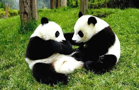四川大熊猫栖息地 四川大熊猫栖息地 四川大熊猫栖息地-概述，四川大熊猫栖息地-自