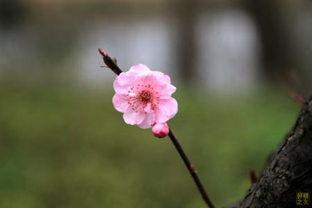 魁拔4之梅零落 志士凄凉闲处老，名花零落雨中看