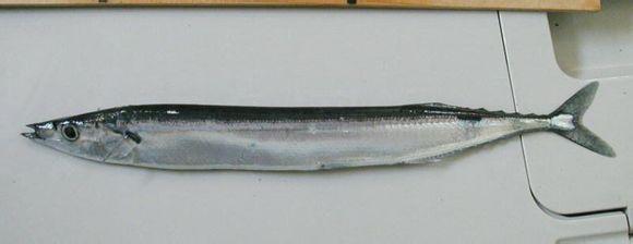 颌针鱼目 颌针鱼目 颌针鱼目-基本资料，颌针鱼目-相关链接