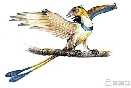 方舟生存进化起源mod 孔子鸟 孔子鸟-发现和研究，孔子鸟-起源和进化