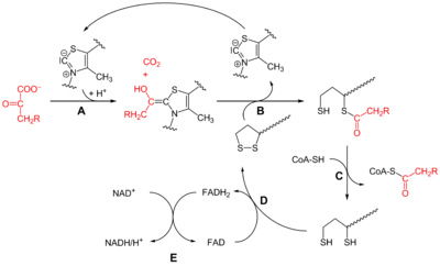 琥珀酸脱氢酶 琥珀酸脱氢酶 琥珀酸脱氢酶-种类，琥珀酸脱氢酶-作用