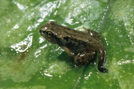 中国林蛙 中国林蛙-外形特征，中国林蛙-生态习性