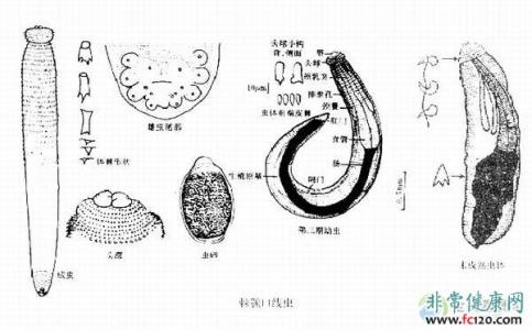 广州管圆线虫生活史 颚口线虫病 颚口线虫病-概述，颚口线虫病-病虫生活史