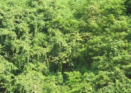 生态效益 灌木林 灌木林-生态效益，灌木林-类型