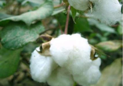2017年籽棉价格 籽棉 籽棉-籽棉，籽棉-籽棉单位换算成皮棉单位